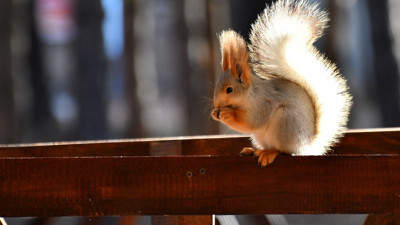 Sarıkamış’ta millet bahçesi yaban hayatıyla canlandı: Sincap ve kuşlar ilgi çekiyor