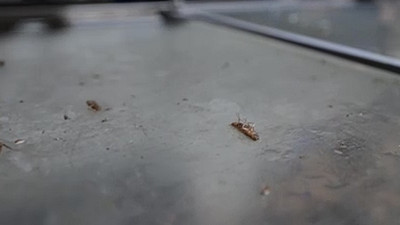 Hijyen kurallarına uymayan işletme mühürlendi