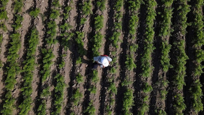 Organik tarımda büyük artış! Üretim 1,3 milyon tonu geçti