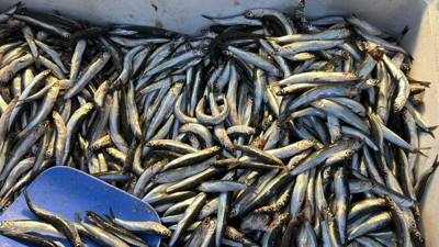 Palamut Gürcistan'a kaçınca tezgahlar hamsiyle doldu