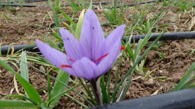 Gramı 600 TL'den satılıyor: Üretici yoğun talebe yetişemiyor