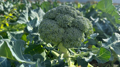 Brokolinin fiyatı 50 kilometrede 14 katına çıkıyor: Tarladan pazara yüzde 1300'lük artış