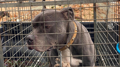 Pitbull cinsi köpek iki çocuğu yaralamıştı... Sahibi tutuklandı