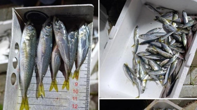 Bursa'da, balık halindeki küçük boyutlu balıklara el konuldu