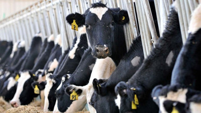 Şap sonrası üretici dar boğazda: Süt fiyatları güncellenmezse işletmeler tek tek kapanacak