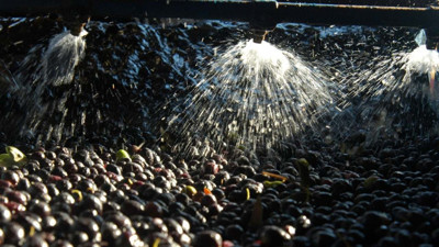 Zeytinde kullanılan su, tarıma "altın su" olarak dönecek