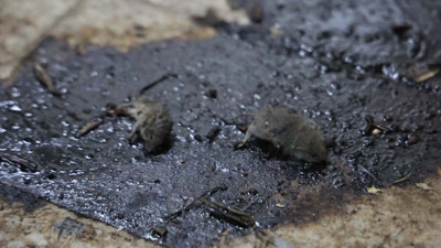 Ölü farelerle merdiven altı salça üretimi