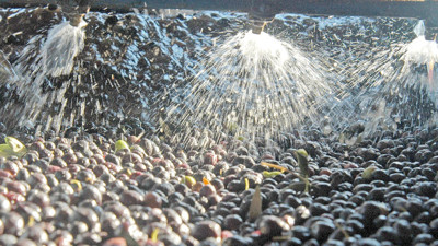 Zeytin sıkımında kullanılan su, tarıma geri dönecek