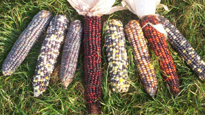 AB’den yeni nesil genetiği düzenlenmiş bitkilere yeşil ışık