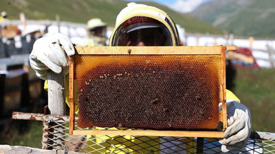 Rize'de ayı 30 Anzer balı peteğini telef etti, Anzer balı üreticisi yaşadığı soruna isyan etti