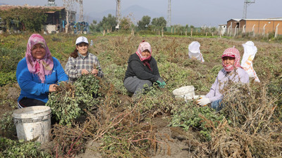 Kuraklığın etkisi ağır: Yer fıstığı tarlada 60 TL, markette 150 TL