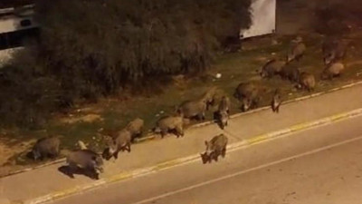 İzmir'de yaban domuzları sürü halinde yerleşim yerlerine indi 