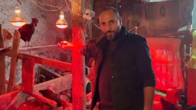 Kümeste müzik denedi, yumurta verimi arttı!