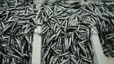 116 kamyon dolusu çıktı, kimseye yetmedi!