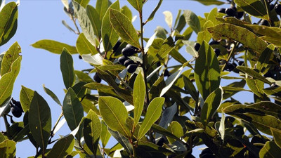 Defne yaprağı onlarca aileye geçim kapısı oldu! Kilosu 25 liradan satılıyor