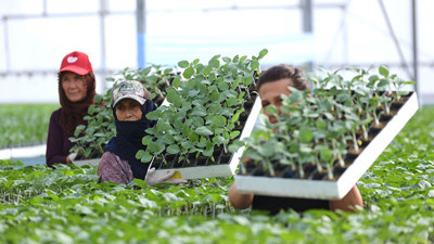 Sebze fidesi sekt&ouml;r&uuml;ne rekabet soruşturması: 18 teşebb&uuml;s ve birlik mercek altında