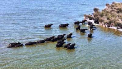 D&uuml;nyada en hızlı gerileyen &uuml;lke olduk:  Manda pop&uuml;lasyonu 30 yılda y&uuml;zde 53 azaldı