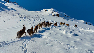 Munzur Dağları&rsquo;nda yaban ke&ccedil;ilerinin g&ouml;&ccedil; yolculuğu g&ouml;r&uuml;nt&uuml;lendi