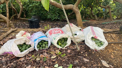 Avokado bahçesine gece baskını: 500 bin liralık vurgun