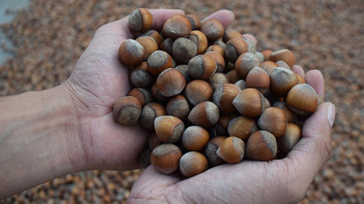 T&uuml;rk fındığı Hindistan&rsquo;da atağa ge&ccedil;ti: İhracat y&uuml;zde 180 arttı