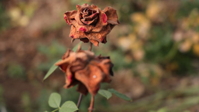 Zirai don Sevgililer G&uuml;n&uuml;'n&uuml; vurdu: G&uuml;ller dalında kurudu, fiyatlar u&ccedil;tu