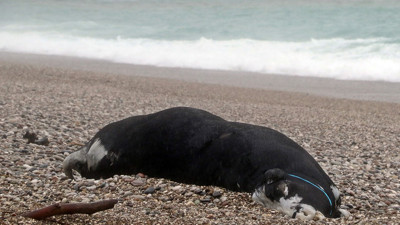 Fırtına Antalya’yı vurdu: Konyaaltı Sahili’nde ölü boğa bulundu