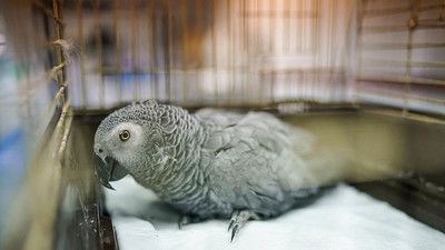 İstanbul Havalimanı’nda 20 Afrika Gri Papağanı ele geçirildi