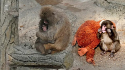 Tüm dünyanın yüreğine oturmuştu: Annesi tarafından terk edilen maymun Punch'tan güzel haber