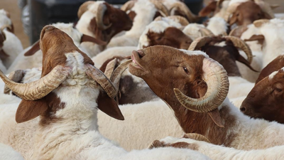 Kurban Bayramı 2026 ne zaman? Kurban Bayramı hangi güne denk geliyor?