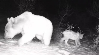 Fotokapanlar ortaya çıkardı: Erzincan-Tunceli hattında yaban hayatı...