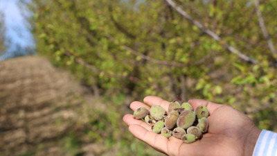 Adana’da dolu felaketi: Kayısı üreticisi büyük darbe aldı