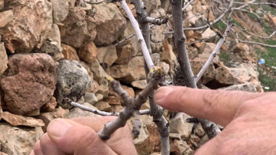 Yağmur bereketi: Yeşil altında kuraklık endişesi geçti