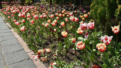 İstanbul’da lale zamanı başladı