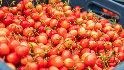 İlk kez tezgaha &ccedil;ıktı: Kilosu 6 bin TL'den satıldı