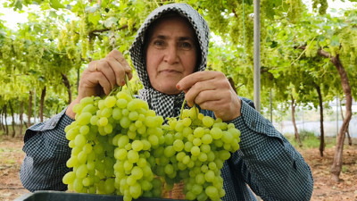 Sezonun ilk &uuml;z&uuml;m&uuml; hasat edildi! Fiyatı cep yakacak