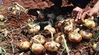 10 dakikada tüm ürünler gitti: Binlerce dönüm ürün yok oldu