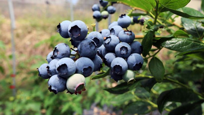 Blueberry üretimi ile hedef 50 milyon Euro gelir
