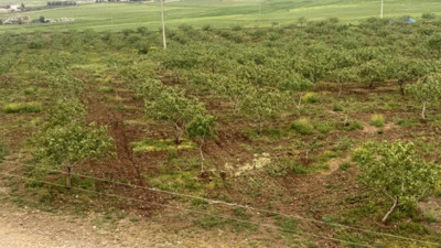 Siirt fıstığında “var yılı” beklentisi: Sel ve yağışlar talebi artırabilir