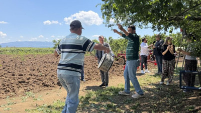 İznik’te erik bereketi: Rekolte 4 kat arttı, çiftçi davul zurnayla hasada çıktı