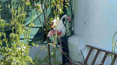 İstanbul'da ormanlık alanda kanadı kırık flamingo bulundu