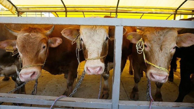 Besicilere b&uuml;y&uuml;k destek! 108 bin hayvan dağıtılacak