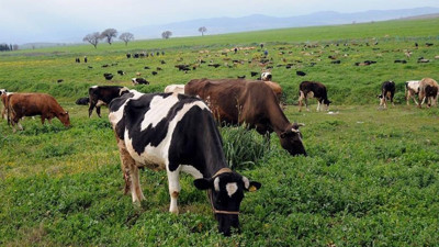 Yeşeren meralar yem maliyetini d&uuml;ş&uuml;rd&uuml;, verim arttı