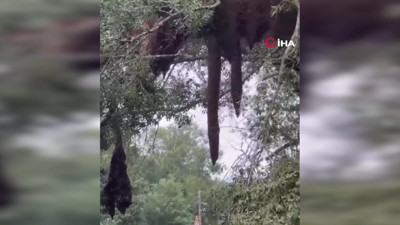 400 kovan taşıyan kamyon devrildi: 24 milyon arı bölgeye yayıldı