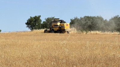 Don ve kuraklık vurunca yön değişti! Çiftçinin yeni gözdesinde hasat başladı