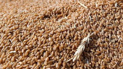 Buğday fiyatlarında 2 yılın zirvesi! Sofralara yeni zam dalgası mı geliyor?