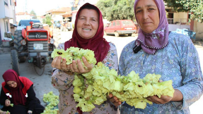 Amasya&rsquo;nın sarı altını yok satıyor: Kilosu 1.400 liraya ulaştı