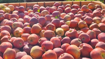 Elmada fiyat u&ccedil;urumu: &Uuml;reticiden markete 7 kat artışla geliyor