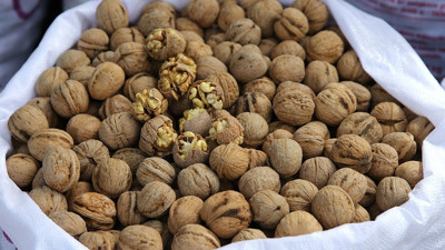 T&uuml;rkiye&rsquo;nin &uuml;nl&uuml; cevizinde hasat başladı: Yıllık &uuml;retim 7 bin 900 ton