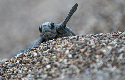 Caretta Carettalar için gece nöbeti başladı