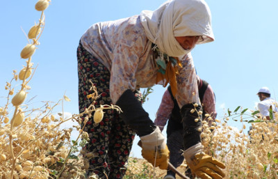 Nohut ithalatında gözetim uygulaması kaldırıldı